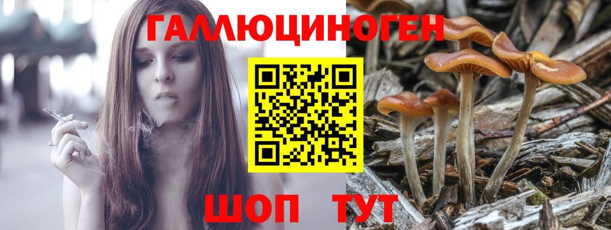 Псилоцибиновые грибы Psilocybine cubensis Карабулак